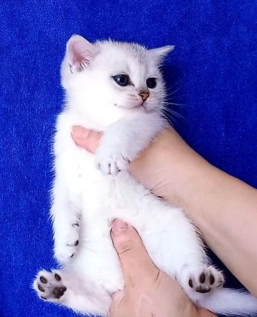 Pişiklər: Britan, Erkək, Yaxşı əllərə, Ünvandan götürmə — 6