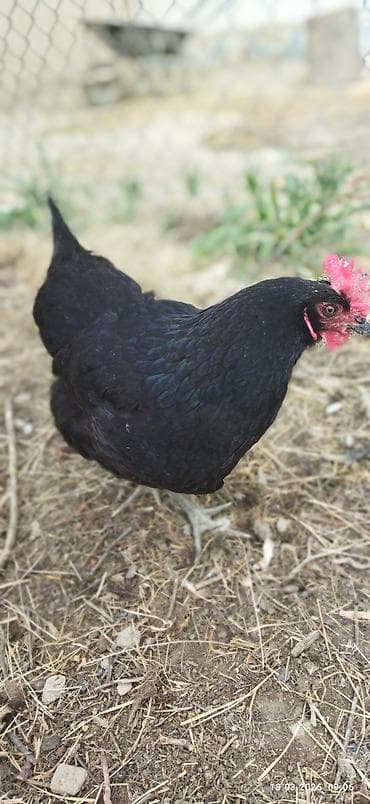 Toyuq, Yumurtalıq, Ödənişli çatdırılma