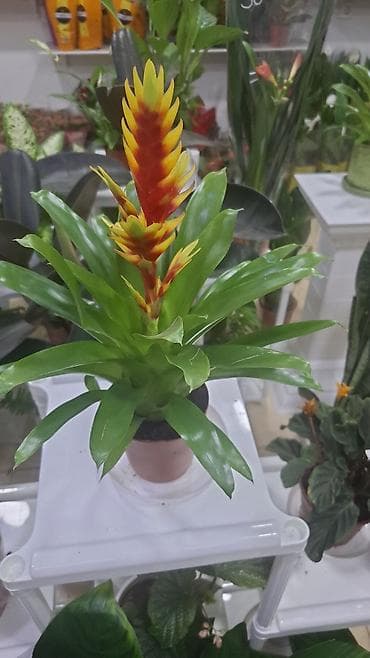 etotu bitkisi: Qapalı məkan üçün saksı bitkiləri kolleksiyası - Dieffenbachia — 2