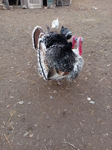 quş ucun qəfəs: Erkək, Damazlıq — 1