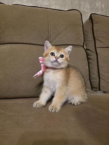 pişik ucuz: Britan — 2