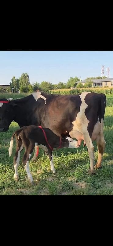 Satılır: inək və balası - Cins: qara-ağ alaca süd tipli inək - — 2
