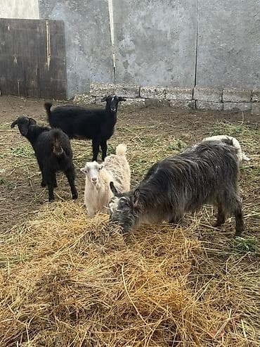 birə dərmanı: Dişi, il: 1, 30 kq, Damazlıq, Ünvandan götürmə — 3