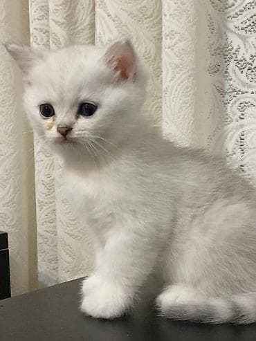 британская шиншилла: Шиншилла — 3