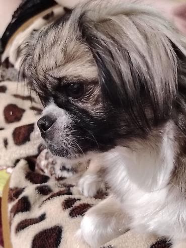 Quşlar: Pekines, 2 il, Dişi — 1