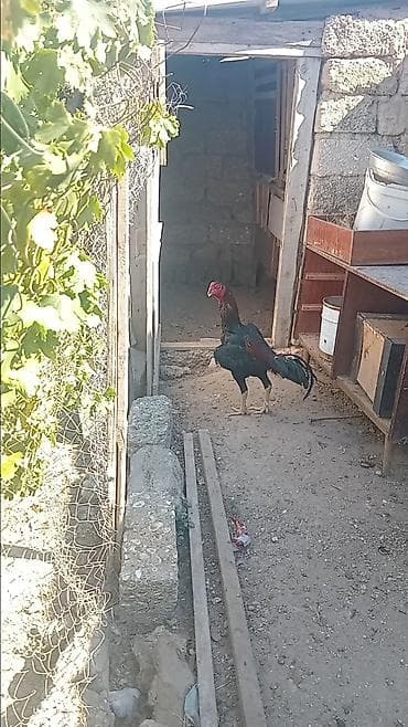 quş yarım tip: Salam yas yarimliq mahmiza ust doyusen ve dalbadal cox sert vurumlu — 1