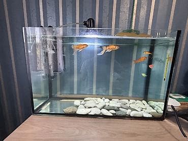 Salam. Satılır. Akvarium fabrik istehsalıdır. 80lt - dir. Filter 950F — 2