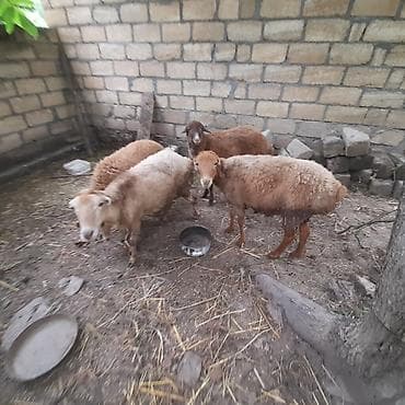 cins buzovların satışı: Qoyun sürüsü – 4baş - Cins/type: yerli ətlik qoyunlar (qarışıq — 2