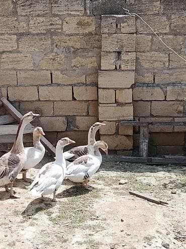 simmental inək cinsi: Erkek 50 azn disiler 35 azn 4 eded disidir. disiler 11 aylıqdı. Qazlar — 3