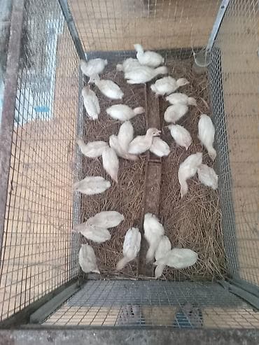 bulbul quşu: Şəkildə hinduşkanın balalarıdır. Ağ Kanada sortudur. 5 günlük-7 azn — 9