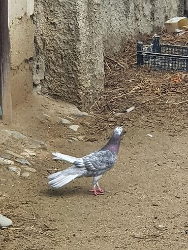 danışan quşlar: Hündür ayaq 19 tük erkək mor çil, 16 tük maya.Cüt deyillər, qiymət — 9