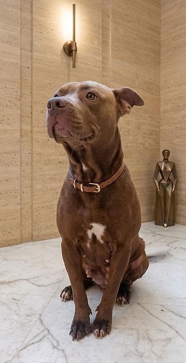 ucuz heyvanlar: Pitbul, Dişi — 2