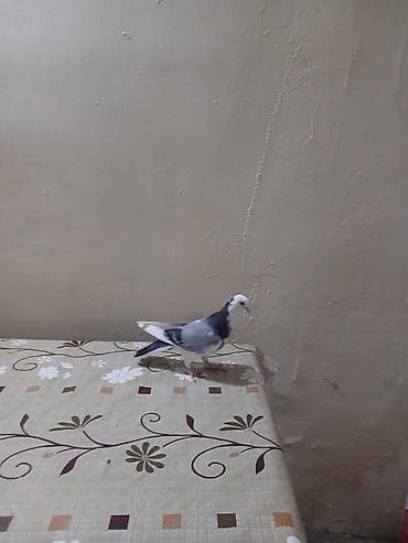 heyvan: Göy ag bas ag per erkey mayaliqi bilinmir baladan qalxma heyvandi tam — 3