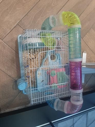 hamster satış: Hamster ailəsi yuva ile birge satilir.umumilikde 6 sı kicik olmaqla 12 — 8