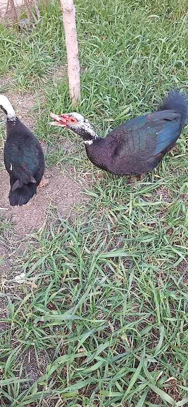 kuban ördək: 8 aylıq Lal ördekler .bir fere bir xoruz çütü 65 manat .xoruz aktiv — 8