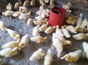 xaski gence: Ordek balalari: - Şəkillərdə çoxsaylı sağlam ördək balaları — 3