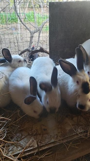 Atlar: Təmiz kaliforniya dovşan balaları — 1