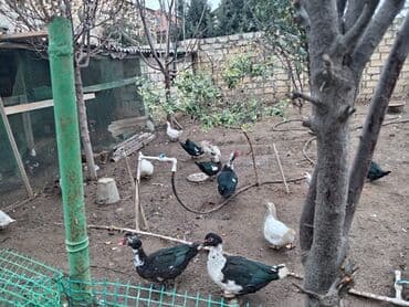 Inəklər, öküzlər: Erkək, | Lal ördək, Ətlik — 3