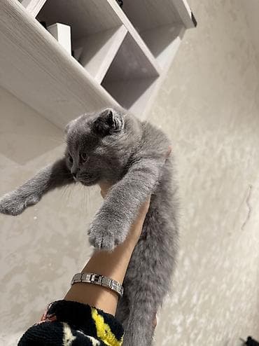 Şotland, Ünvandan götürmə — 3