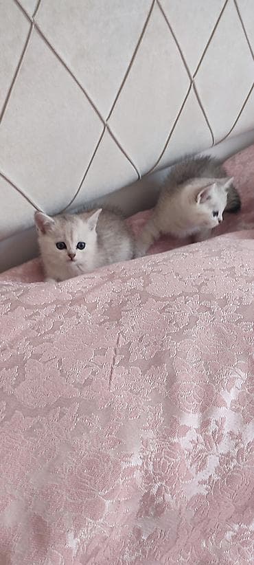 шиншилла британская: Золотая шиншилла, Самец, В добрые руки — 7