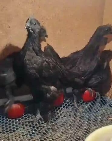 cücə və xoruz: Salam Ayam cemani,,. argenal.yumurtasi,cucesi.colpasi,,xoruzu.toyugu — 2