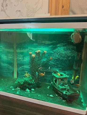 heyvanlar: Dördbucaq akvarium, Balıqlarla birlikdə, 40 l, Ünvandan götürmə, Pulsuz çatdırılma — 3