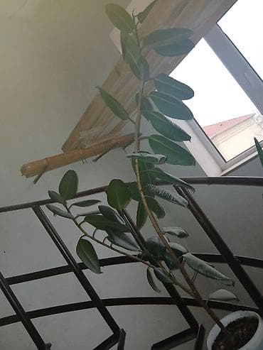 palet plastik: Fikus elastika (qauçaq ağacı) – 2 metrlik dekorativ otaq bitkisi - — 1