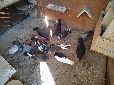 Heyvanlar: Salam 14 dənə quşdur fikiri cidi olanlar vatşapa yazsın vidyolarını — 4