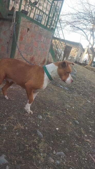 it parodalari: Питбуль, 3 годa, Самка — 2