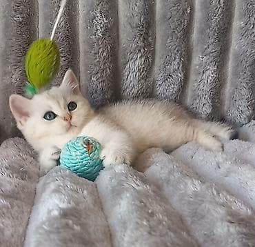 Британская, Самец, В добрые руки, Самовывоз — 3