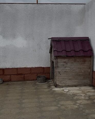 cane corso qiymeti: Alman çoban iti, 2 il, Erkek, Sənədli — 2