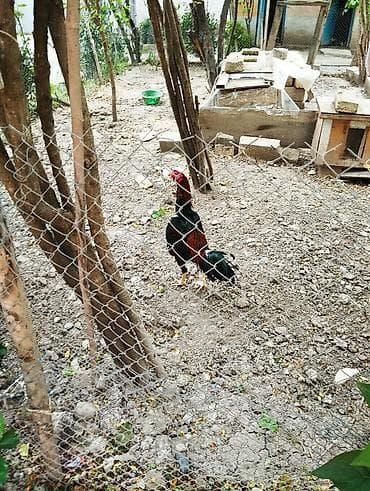 pisiklerin cutlesme vaxti: Asil heyratı 1 illikdir 3.5 kq yaxındı Vuragan xoruz olduqu uçün — 4