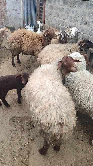 6 ana qoyundu 5 ədədin yanında balası var. Biri birinci qarınadi