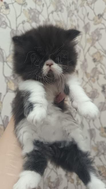 xoruz sekilleri: Fars — 4