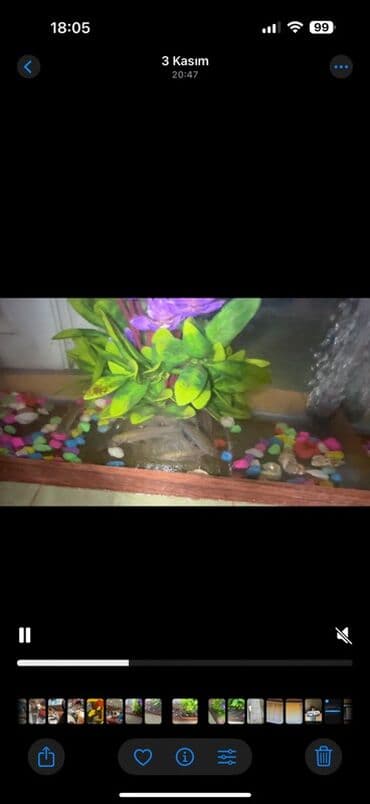 собачий рынок в баку: Мирные, Самовывоз — 10