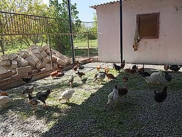 cuca: Toyuq, Yumurtalıq — 3