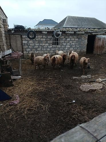 Satlıq qoyun sürüsü 9 eded 3 erkek son qiymeti 2150 azn - Növ: yerli
