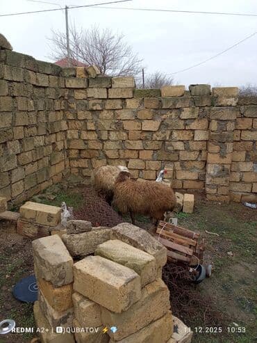 cau cau iti satilir: Dişi bala ilə ana bala qoyun satılır istəyən olsa yazsın video sun — 4