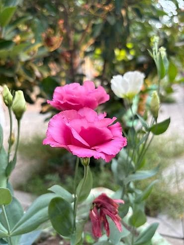 Bitki dərmanları: Lisianthus (Eustoma) fidanları – rəngli kəsim və bağ gülləri Eustoma — 6