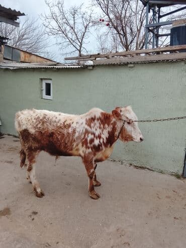 Quzu: Salam bir dişi bir Erkey satılır real alıcılar narahat etsin — 4