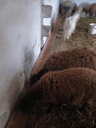 ucuz quzu: Iki baş qala cinsi ekizdilər 11 ayLlqdlLar qiymet birine aiddir.qoc — 4