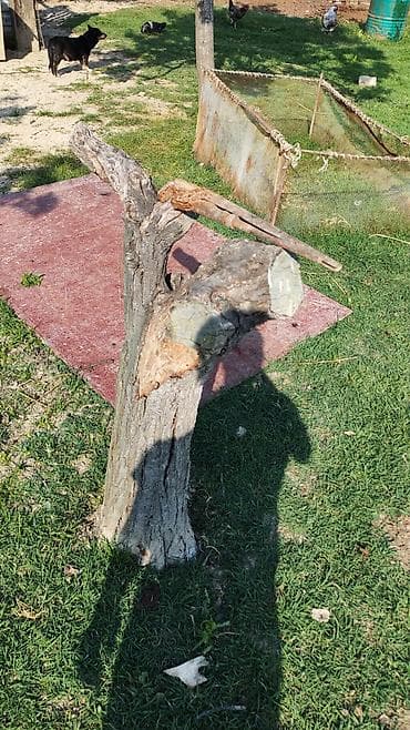 qoyun mal: Satlıq damazlıq keçilər və balaları Təsvir: - Təsərrüfatda bəslənən — 2