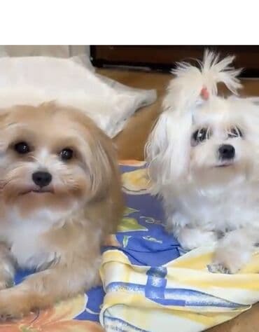 cib iti: Ana atasının Seklı var 1aylıq erkek bala Miniatür it balası – yığcam — 8