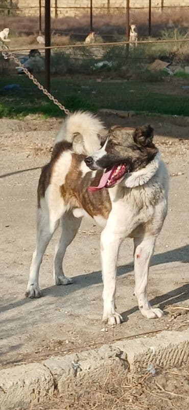 çardaq quşun yuvası: Qurdbasar, 1 il, Erkek, Peyvəndli, Ödənişli çatdırılma — 9