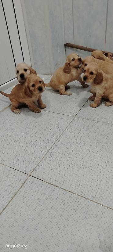 xaski itləri: Koker spaniyel — 1