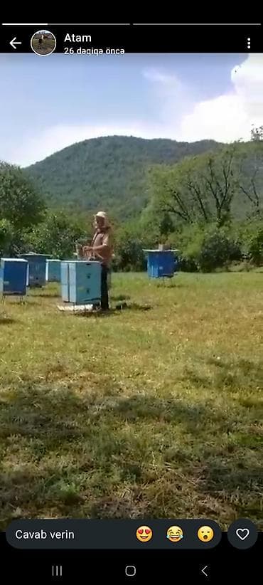 arpa qiyməti 2025: Ari satilir,pula ehtiyac oldugu ucun tecili satilir.80 man biri.Unvan — 1