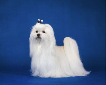 coban it adlari: Malta bolonka, 1 ay, Erkek — 1