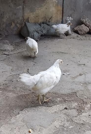 Toyuq cücələri, Damazlıq, Ünvandan götürmə — 2