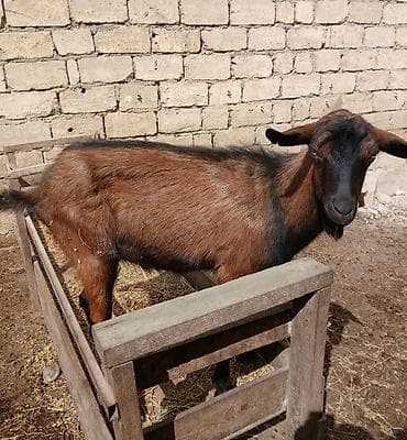 Quşlar: Orijinal Alpindir.Teke.1 yaşi var Unvan bineqedi isteyen elaqe — 2