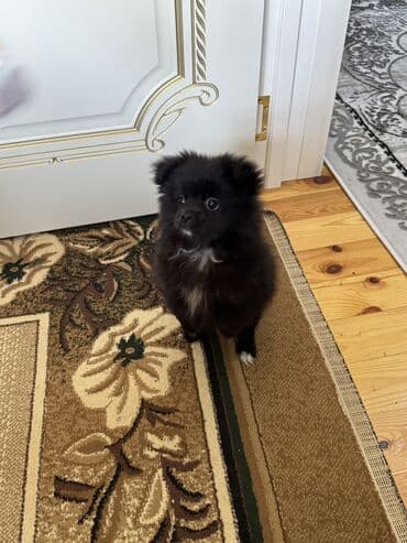 1 aylık doberman: Pekines, 2 ay, Dişi, Peyvəndli, Ünvandan götürmə — 5